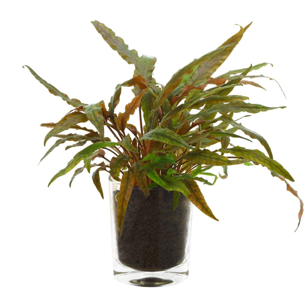 cryptocoryne-undulata-red