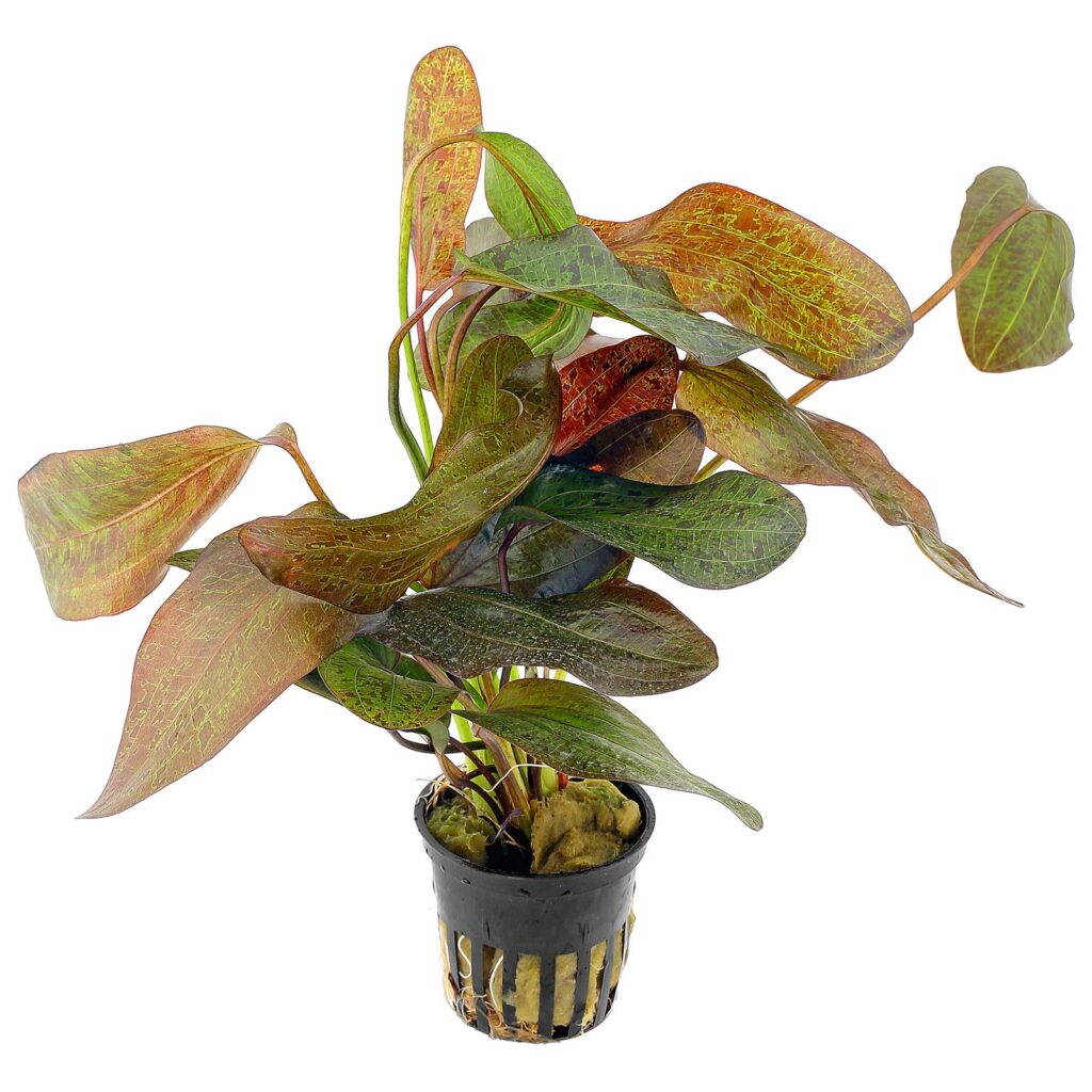 echinodorus-ozelot-1