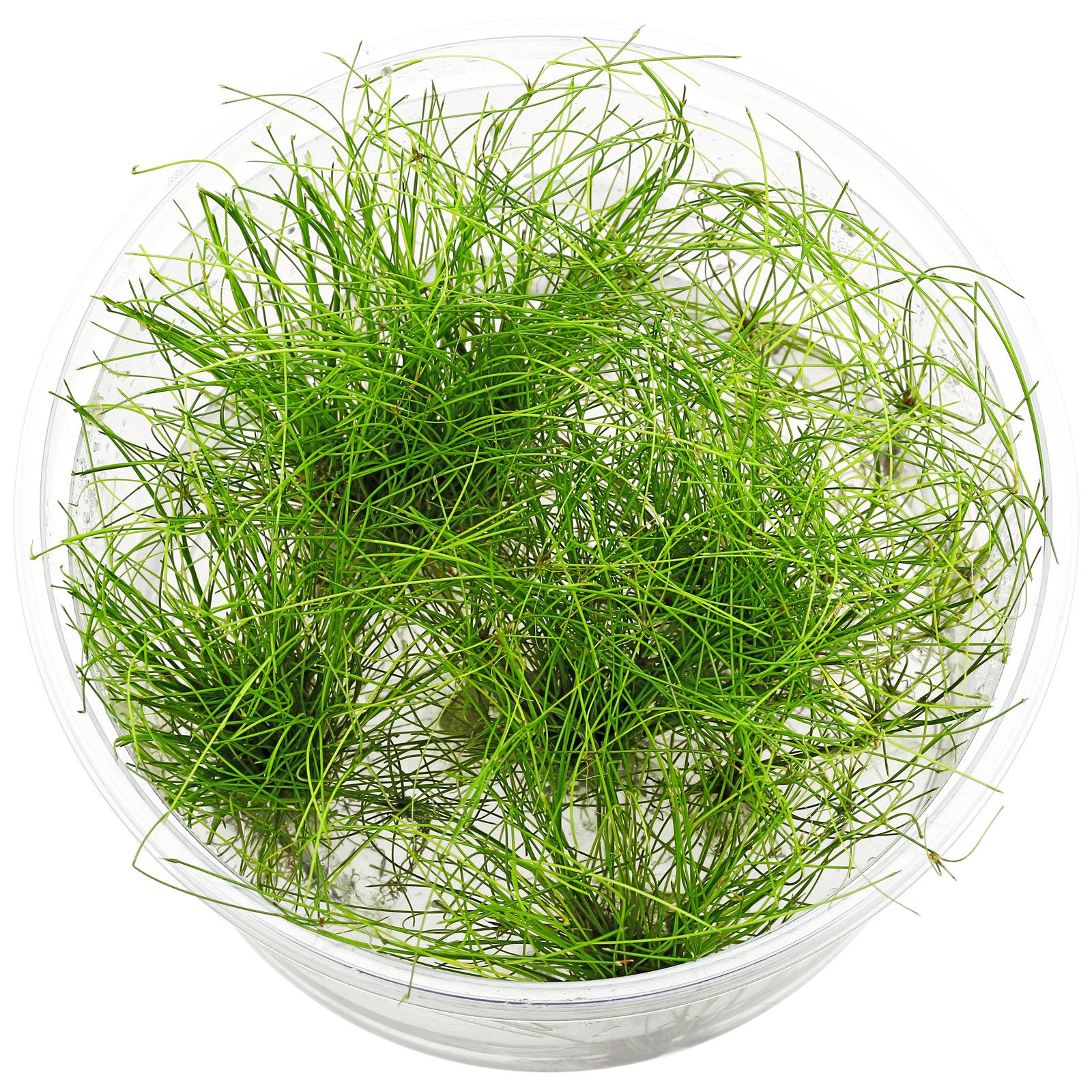 eleocharis-vivipara-in-vitro-xl