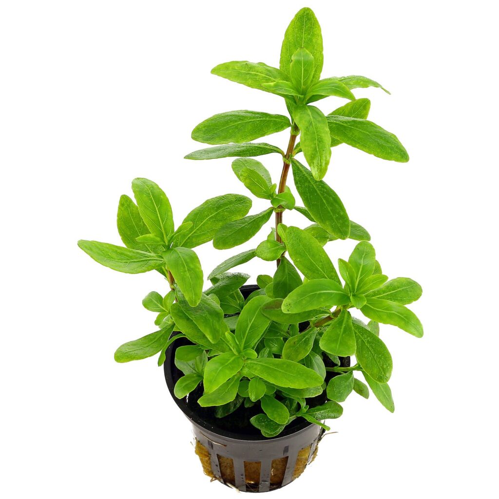 hygrophila-polysperma-1