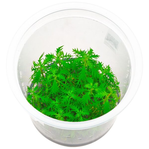 Proserpinaca palustris