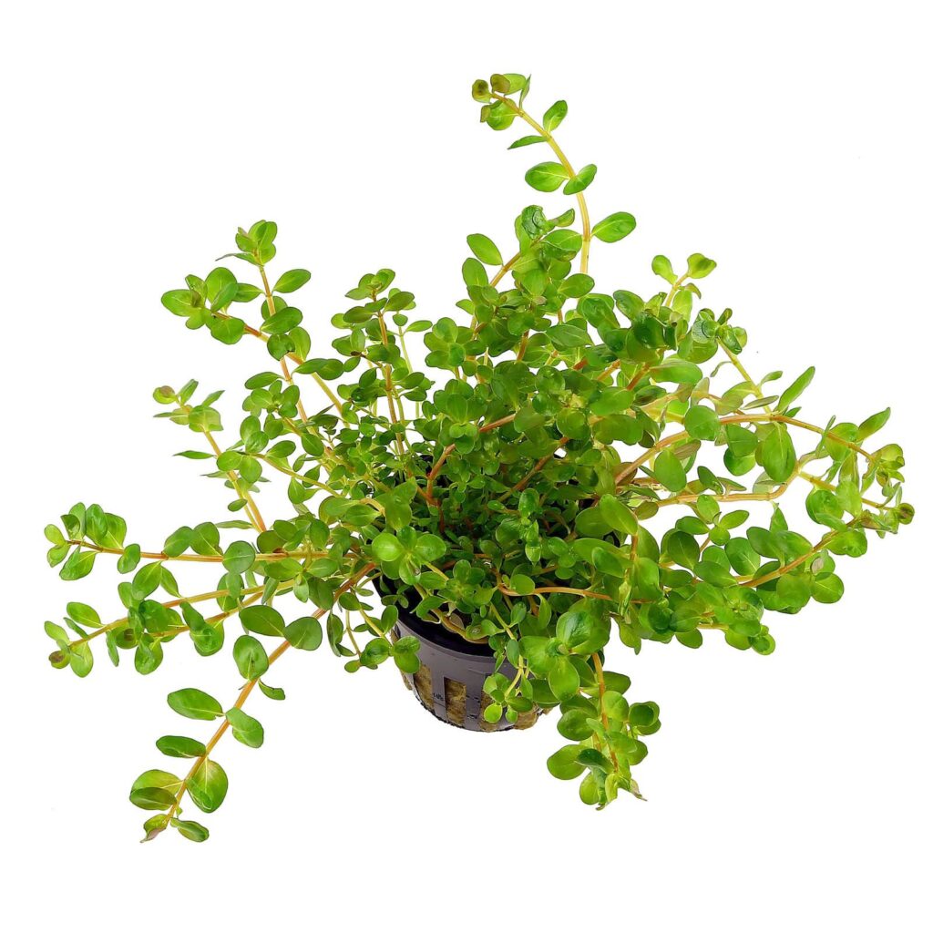 rotala-rotundifolia