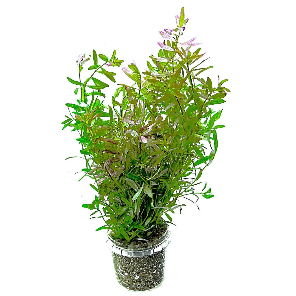 rotala-rotundifolia-ceylon-bund