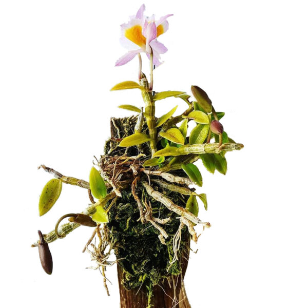 mini-orchid-dendrobium-loddigesii