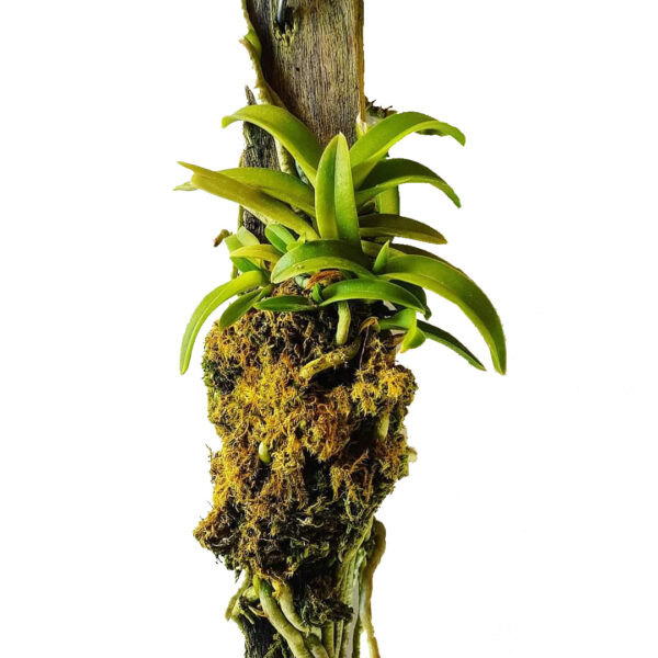 mini-orchid-sarcochilus