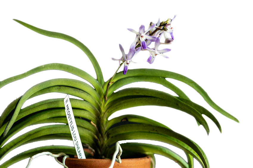 Mini Orchid Vanda