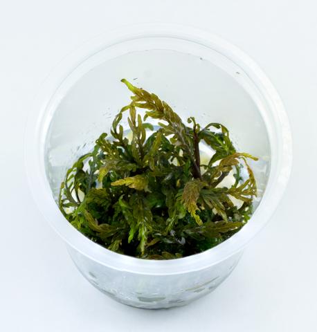 IC202_Hygrophila_Pinnatifida