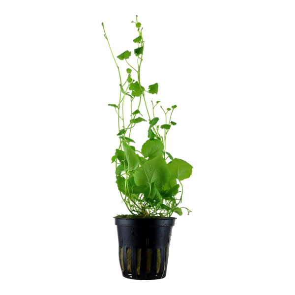 Cardamine Lyrata