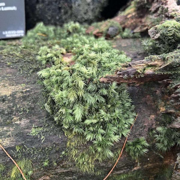 Leucobryum aduncum