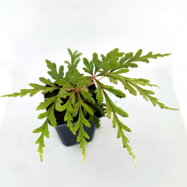 Begonia polilloensis