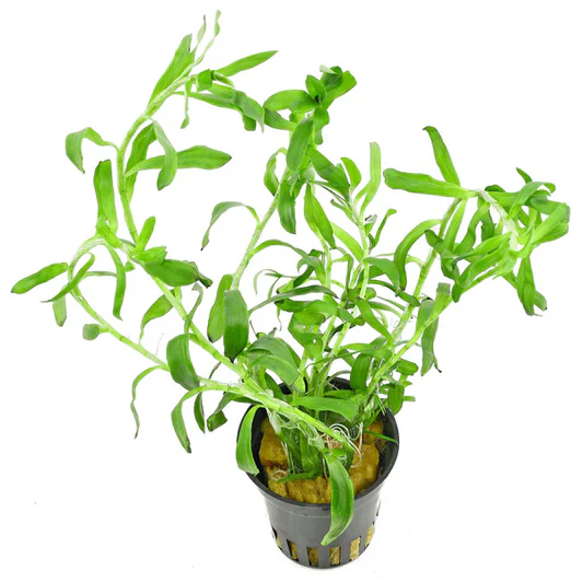Hetrananthera zosterifolia