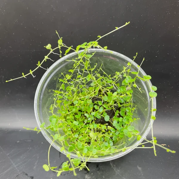 peperomia emarginella