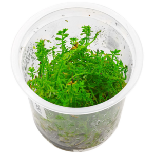 Rotala mexicana 'Goias'
