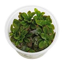 Ludwigia sphaerocarpa