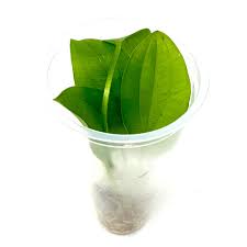 Echinodorus ozelot 'green long leaf'